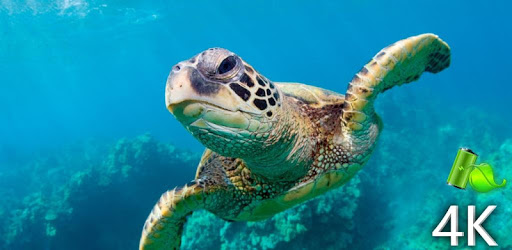Turtle 4K Video Live Wallpaper pc screenshot Turtle 4K Video Live Wallpaper pc screenshot