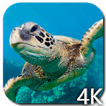 Turtle 4K Video Live Wallpaper icon