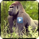 Animal documentaries online icon