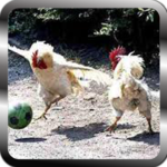 New Funny Videos icon