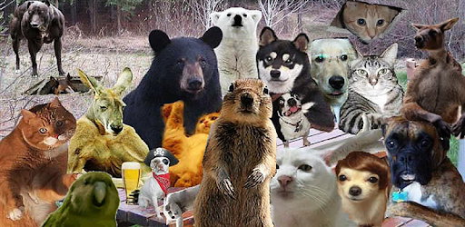 Entertainment Funny Videos pc screenshot Entertainment Funny Videos pc screenshot