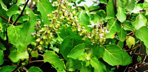 Tulsi Ji Ki Katha pc screenshot Tulsi Ji Ki Katha pc screenshot
