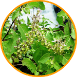Tulsi Ji Ki Katha icon