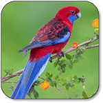 Parrot Wallpaper icon