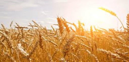 Grade 12 Agricultural Sciences Mobile Application pc screenshot Grade 12 Agricultural Sciences Mobile Application pc screenshot