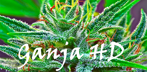 Ganja Live Wallpaper pc screenshot