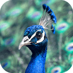 Peacock Wallpaper icon