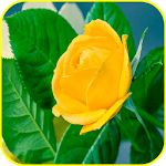 3D Yellow Flower icon