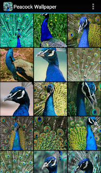 Peacock Wallpaper APK screenshot 1
