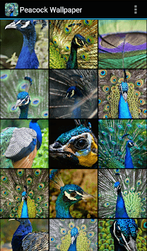 Peacock Wallpaper APK screenshot 1