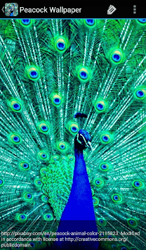 Peacock Wallpaper APK screenshot 1