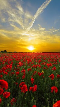 Spring Live Wallpaper APK screenshot 1